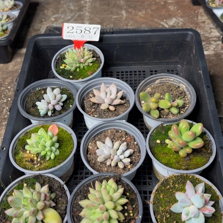 2587多肉植物一物一拍