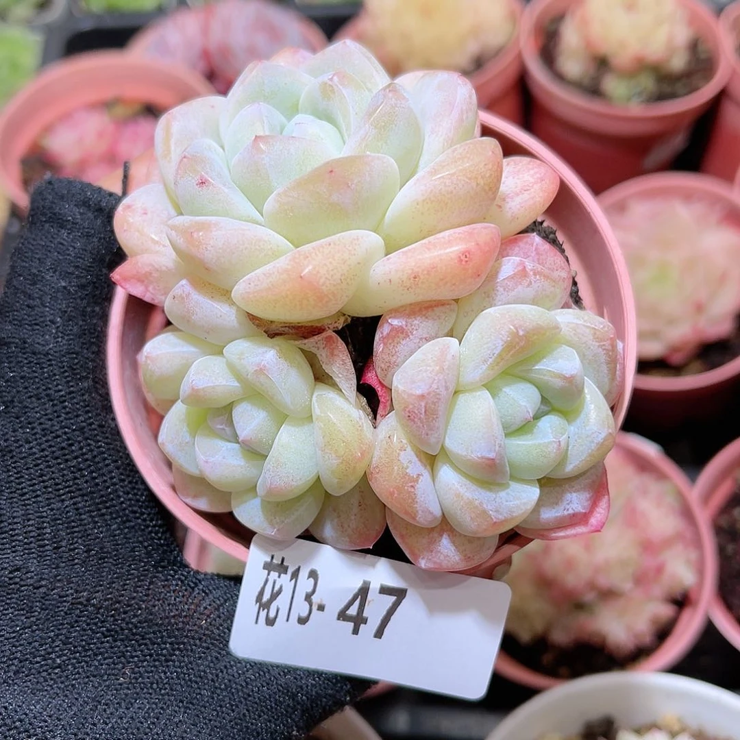 花13-47冰玉三头群