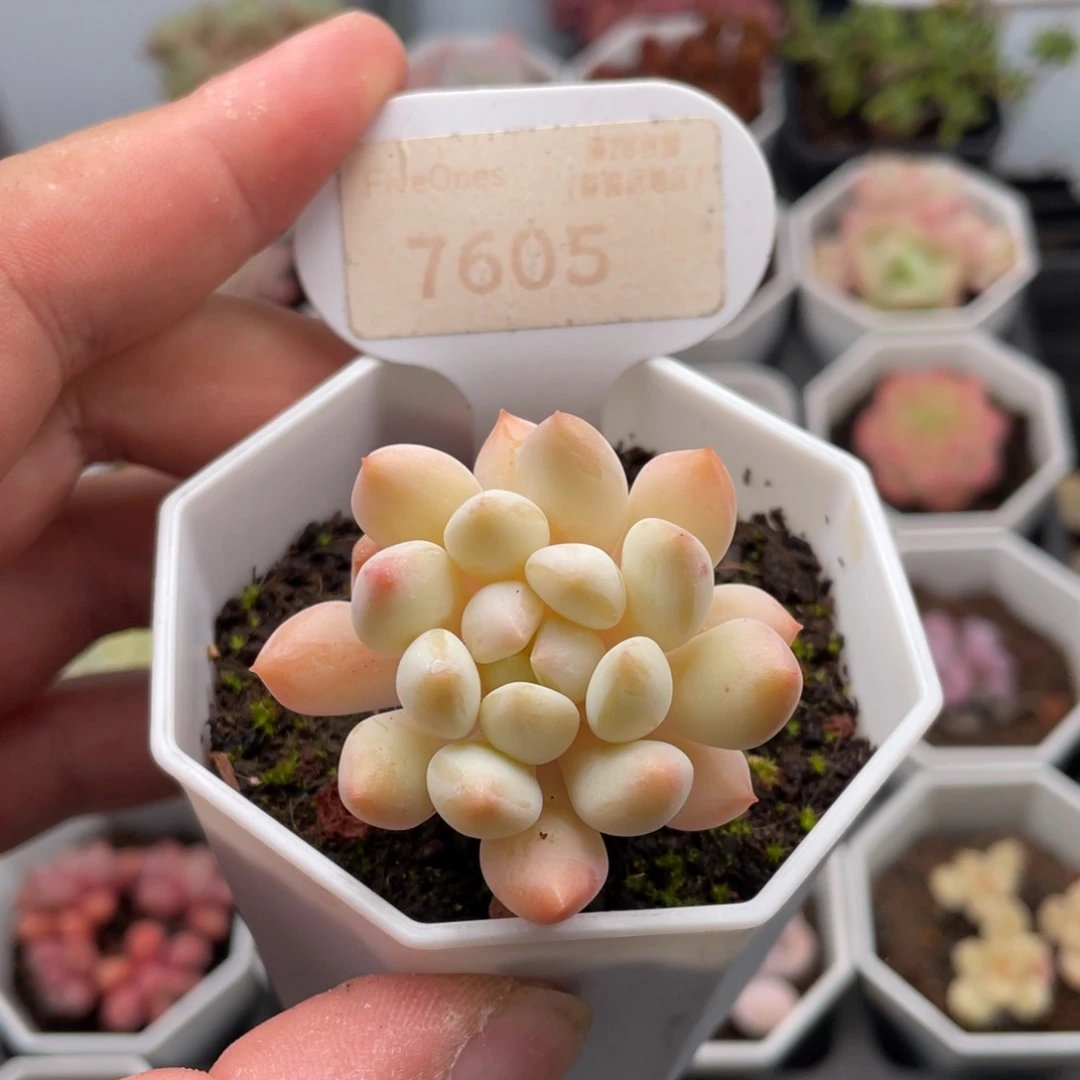 明珠7605-4.5厘米