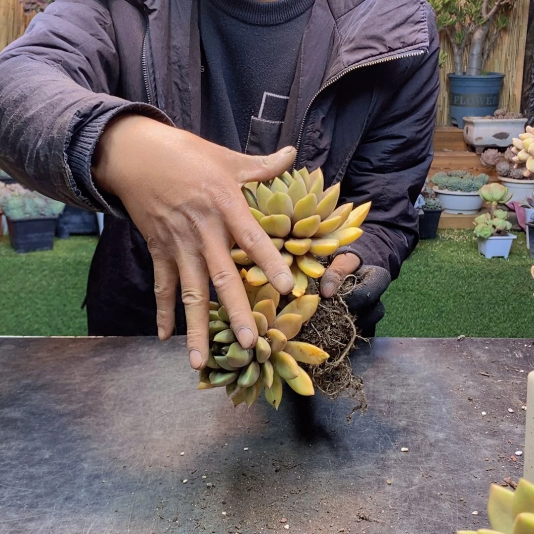 闲****）H198号象牙多肉