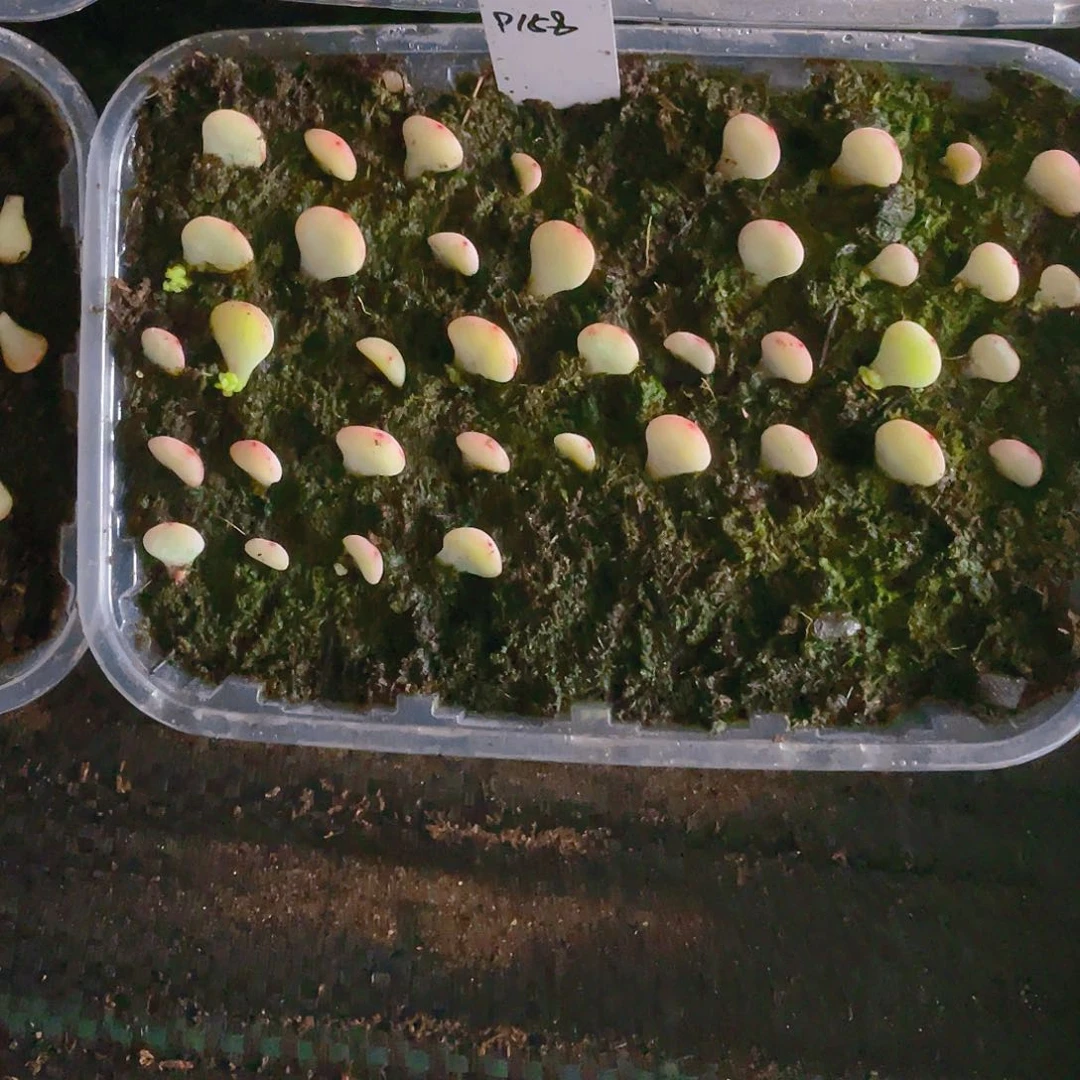 P158 芝麻苗一个满25包邮