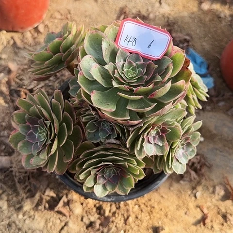多肉植物粉花妖148