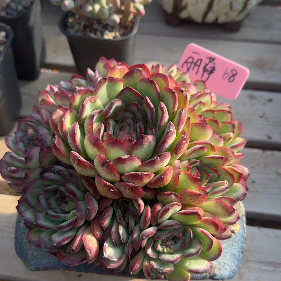 肉酱玫瑰群生五十包邮