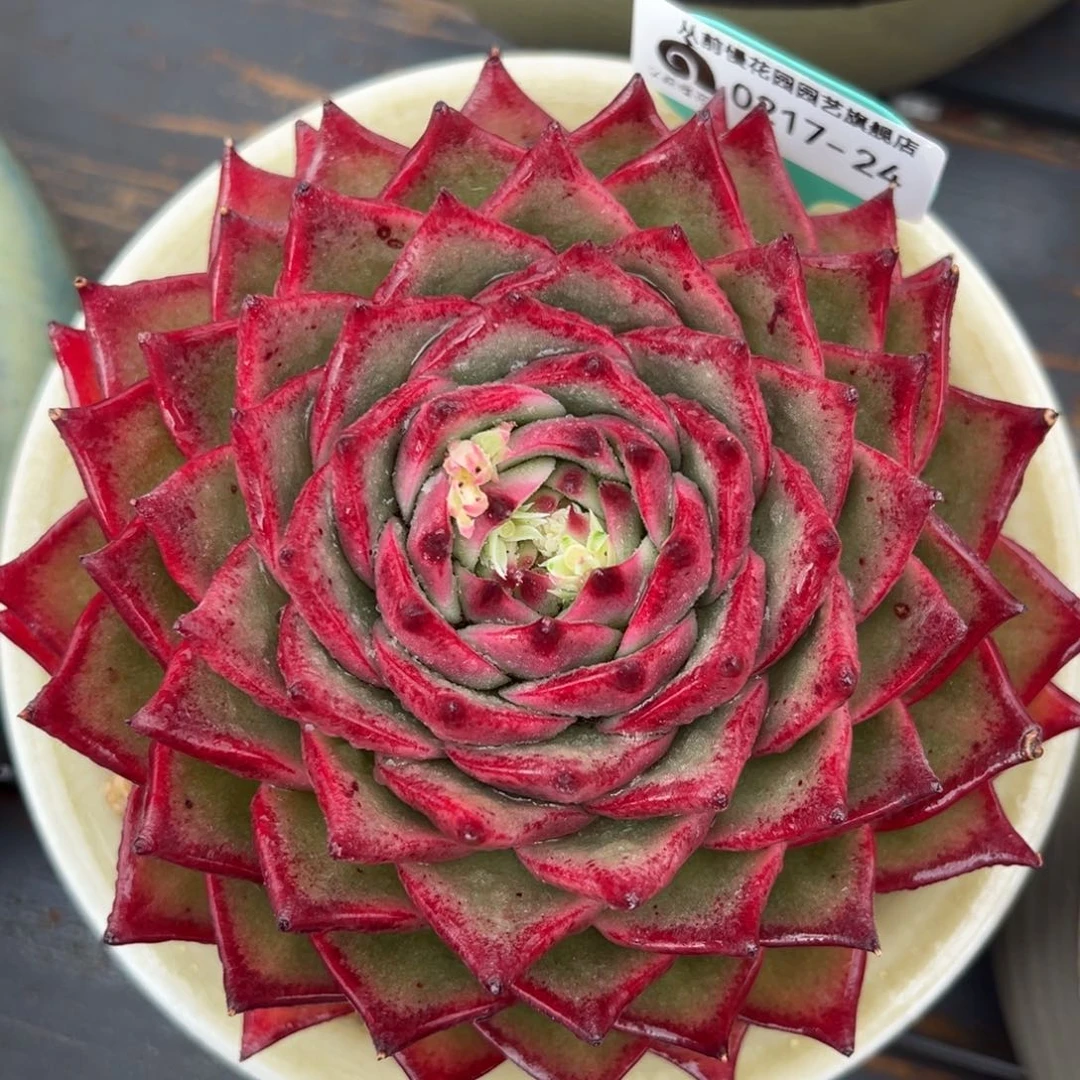 从前慢多肉精选编号0217.24