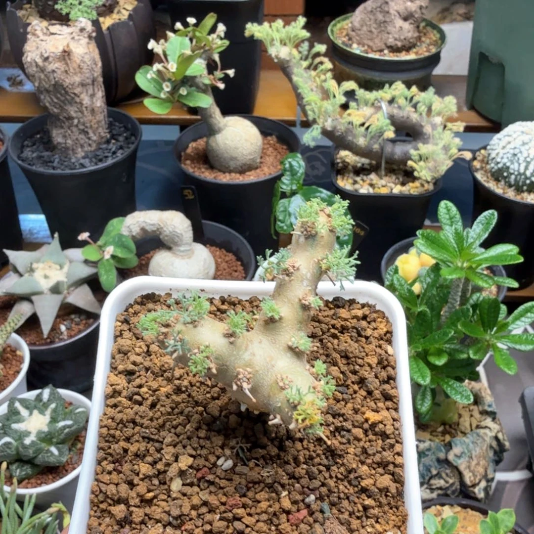 白皮月界461仙人球块根植物
