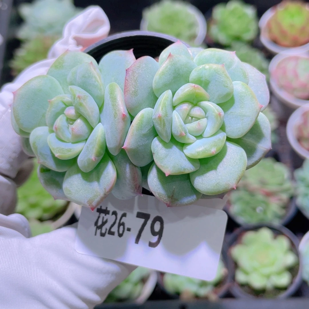 花利美26-79新品珍妮