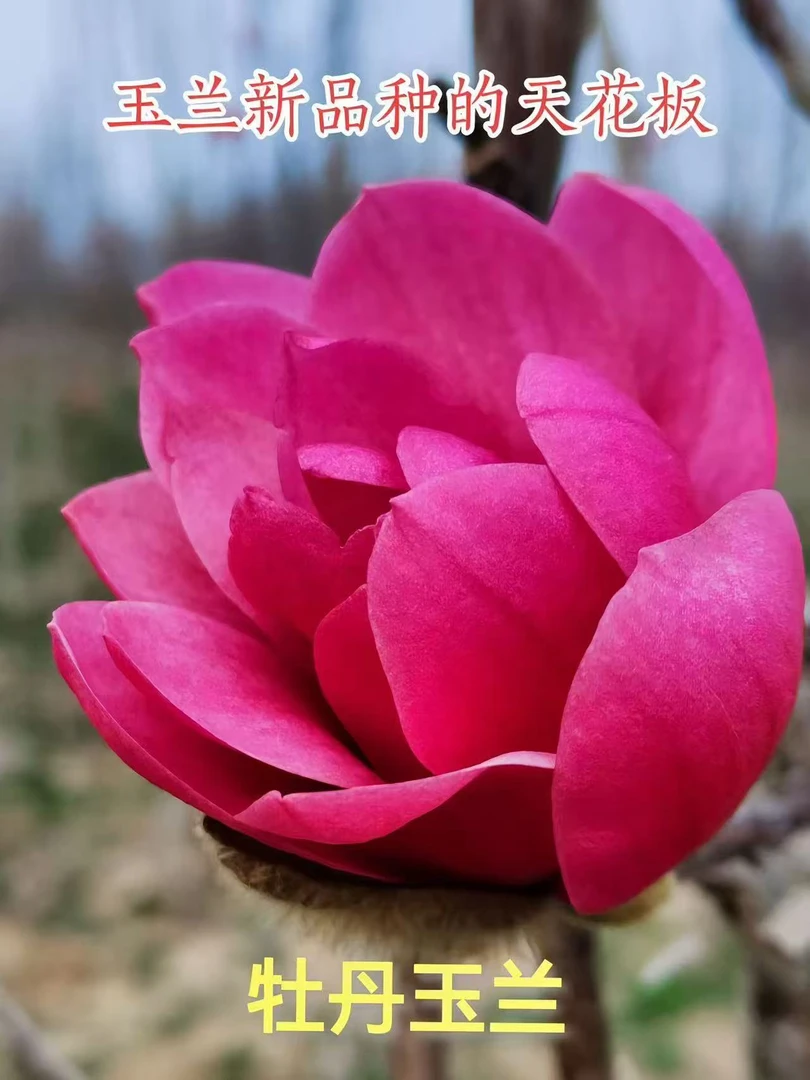 福利专拍 花 新品种玉兰花 玉兰花树苗 玉兰花盆栽玉兰花树苗盆栽