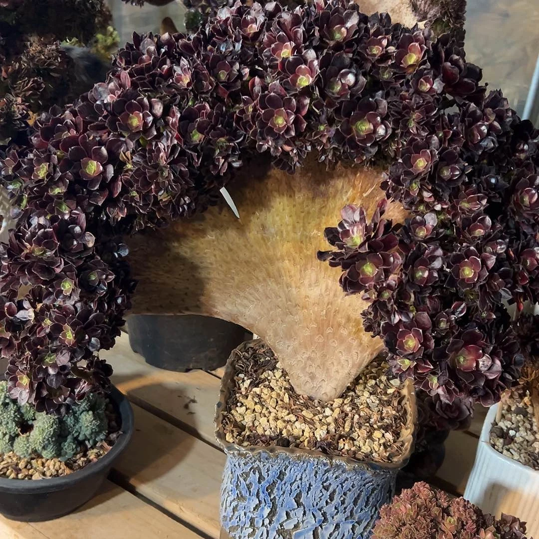 欧嘉莉整版全朵朵老桩厚板