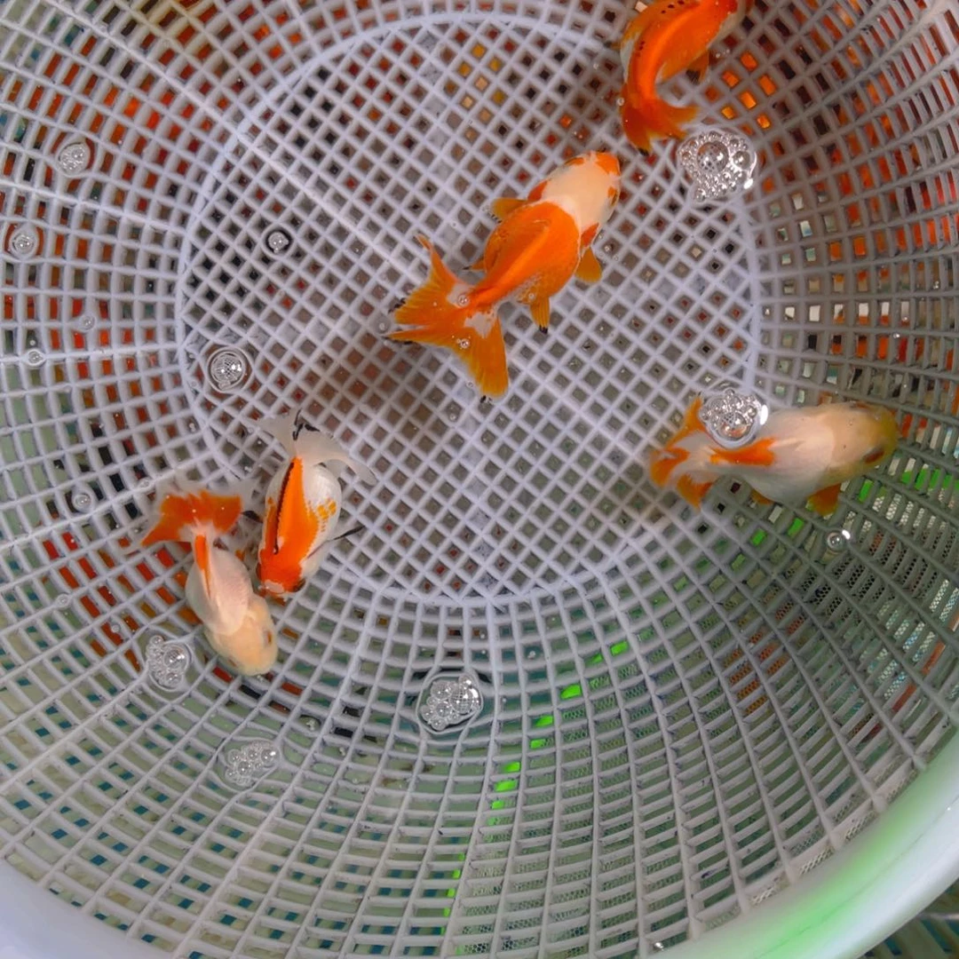 海水鱼花泰狮21号