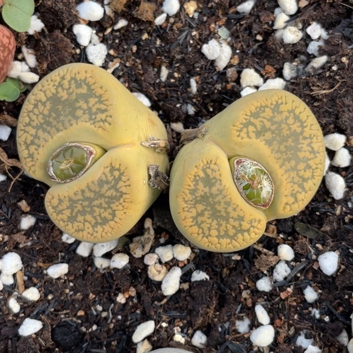 非偏远满20包邮726