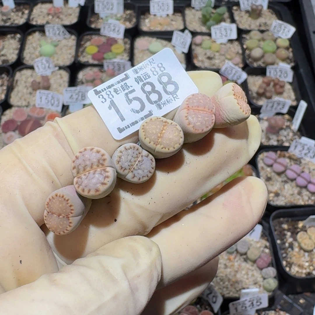 书***人Zzzz生石花肉锥1588