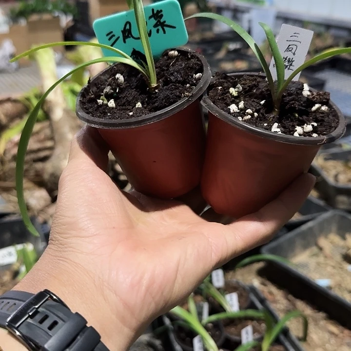 三凤蝶朱顶红一棵1.1左右