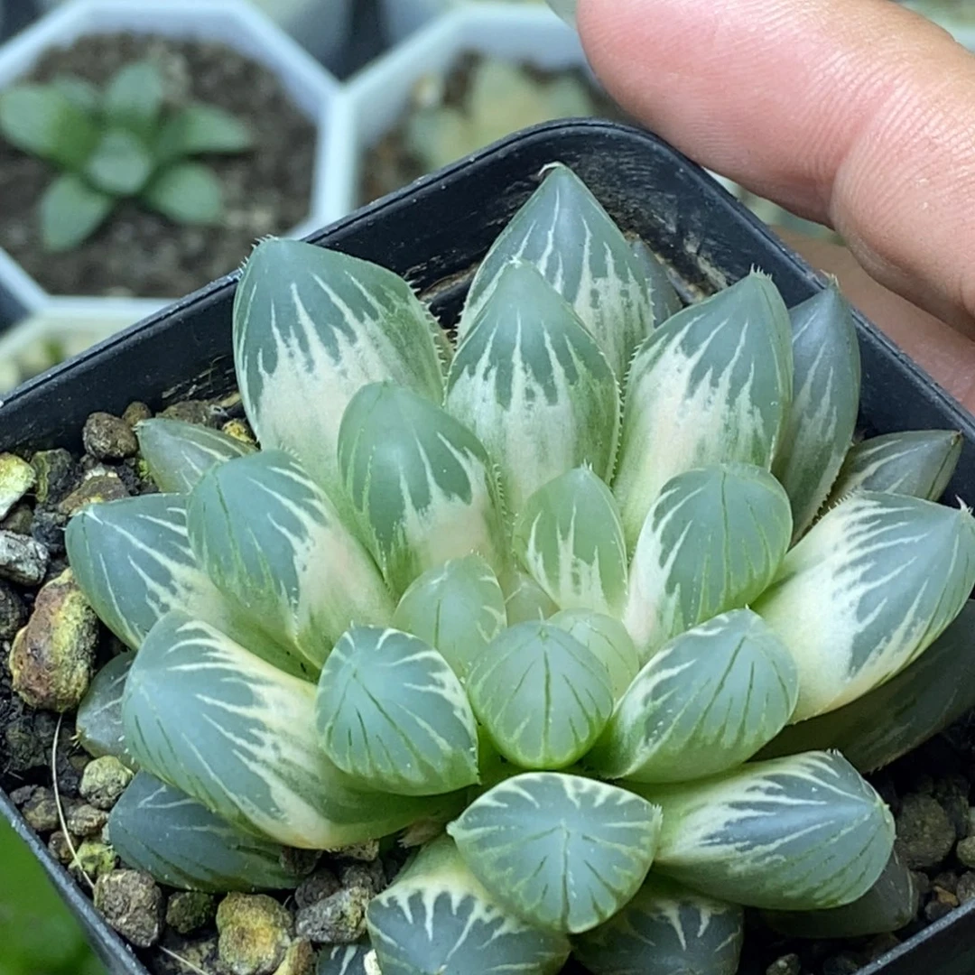 白糊斑霓虹灯玉露锦一物一拍