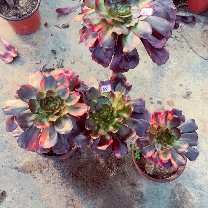 组合法师多肉4颗一组