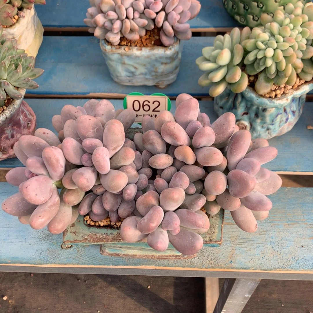 w***⁹米可奶无砍老桩062