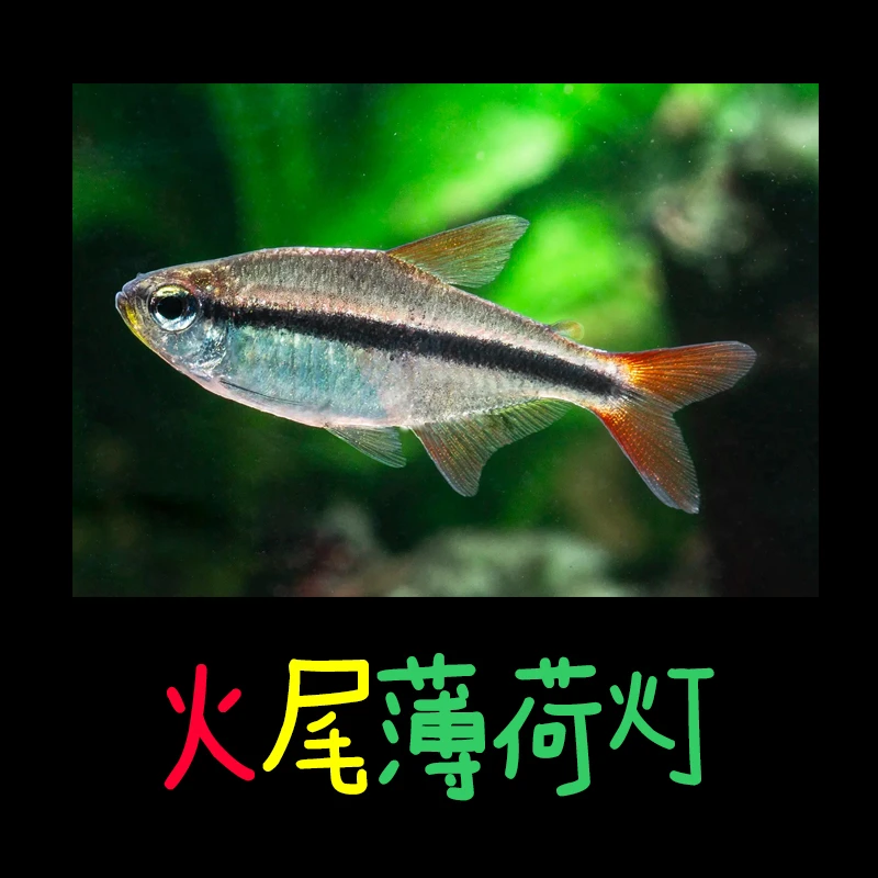 火尾薄荷F1观赏鱼哈尔滨红火蚁过山鲫