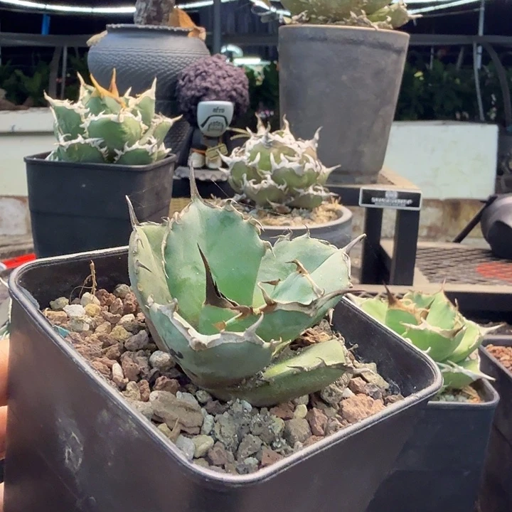 湾湾虎鲸顶牙888888888888