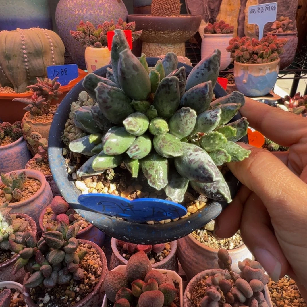 一物一拍，感谢支持