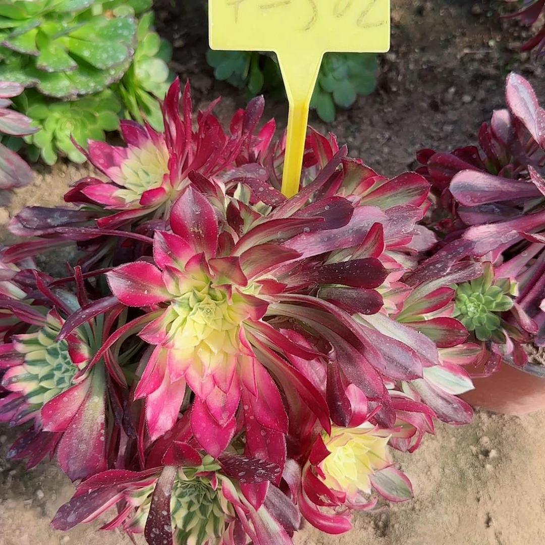 4-302---天河多头多头