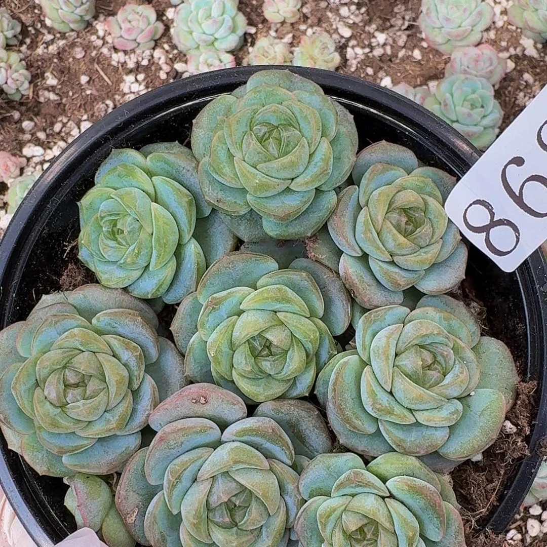 多肉植物多肉植物868