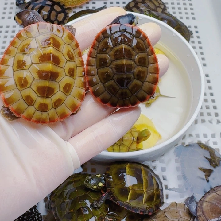 龍***飝母宠物龟222222222