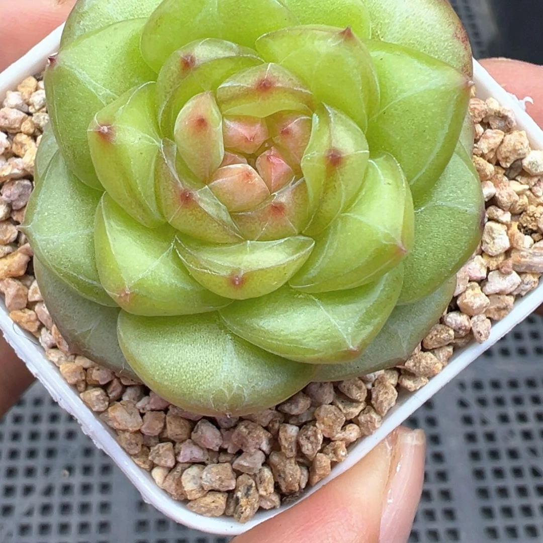 147号月华晗雨多肉植物