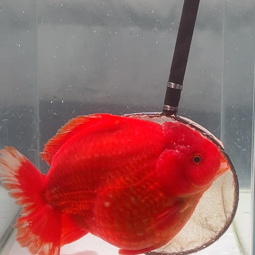 金鱼030 99988555555555