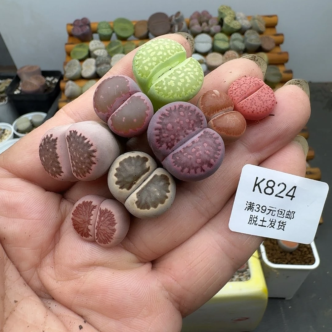 橘***儿824多肉哈哈哈哈哈哈哈