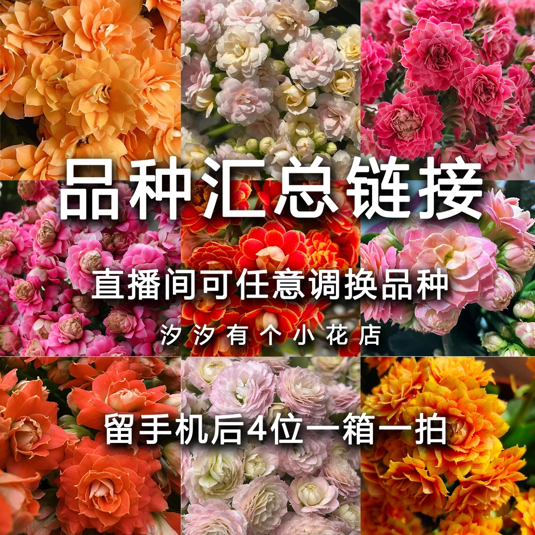长寿花花卉品种汇总链接可点菜植物养花寻宝奇缘神之一眼辨乾坤