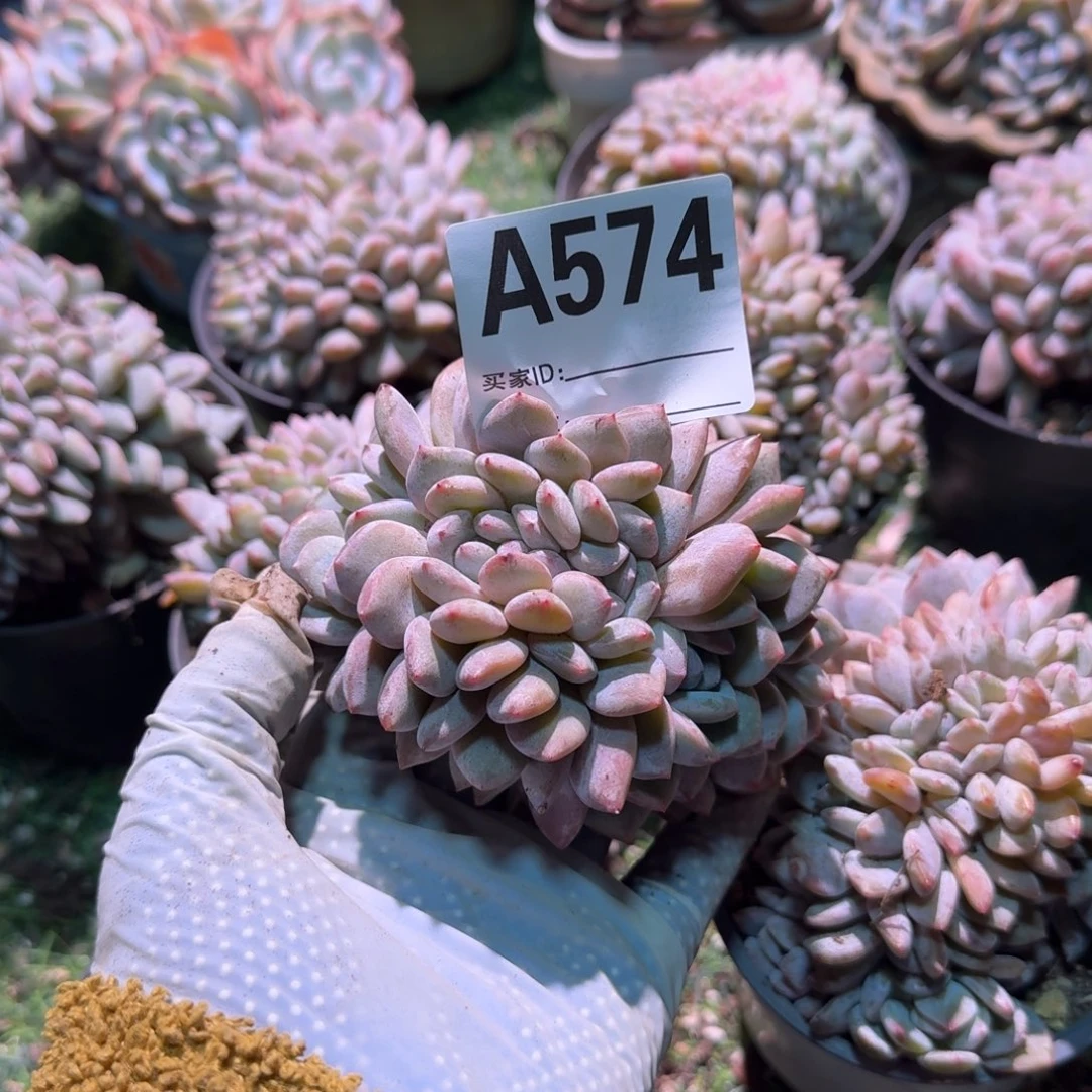 沐**?星影呀呀呀呀呀呀