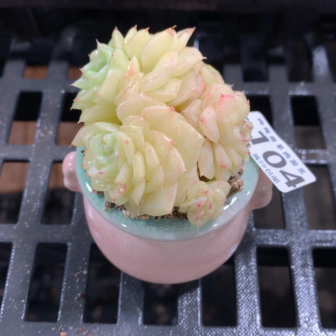 肉萌萌拇指盆精控多肉ZG104