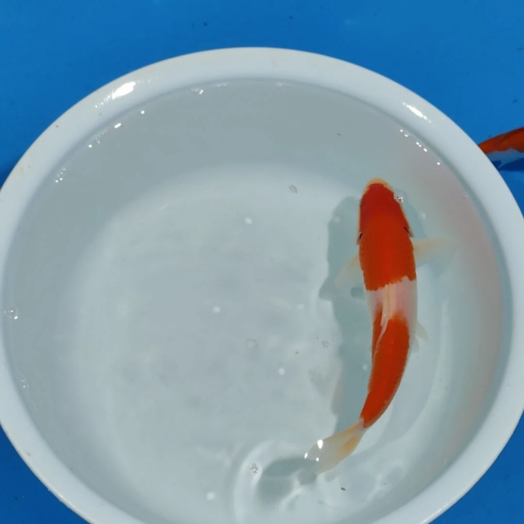 锦鲤19公分红白不寄养手术过