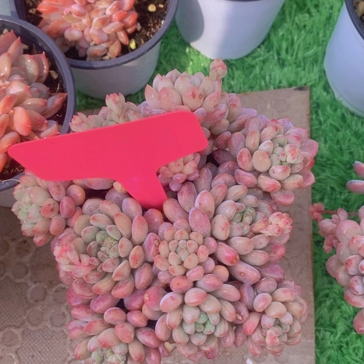 多肉植物，开心多肉