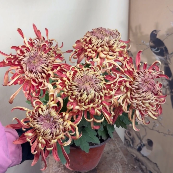 完全开放h333333333333333