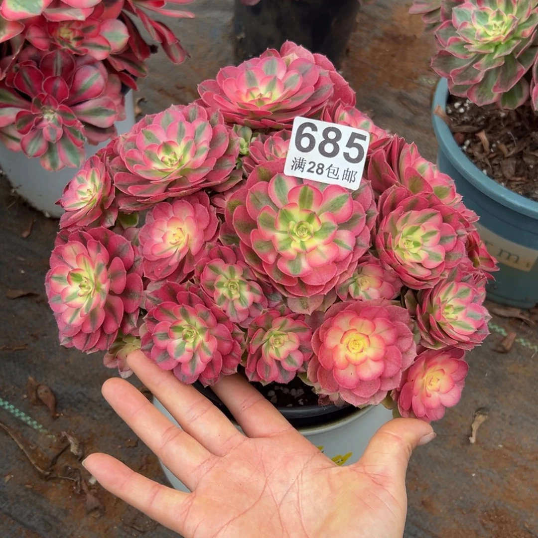 晖***戴多肉植物685荔枝丛林砍的