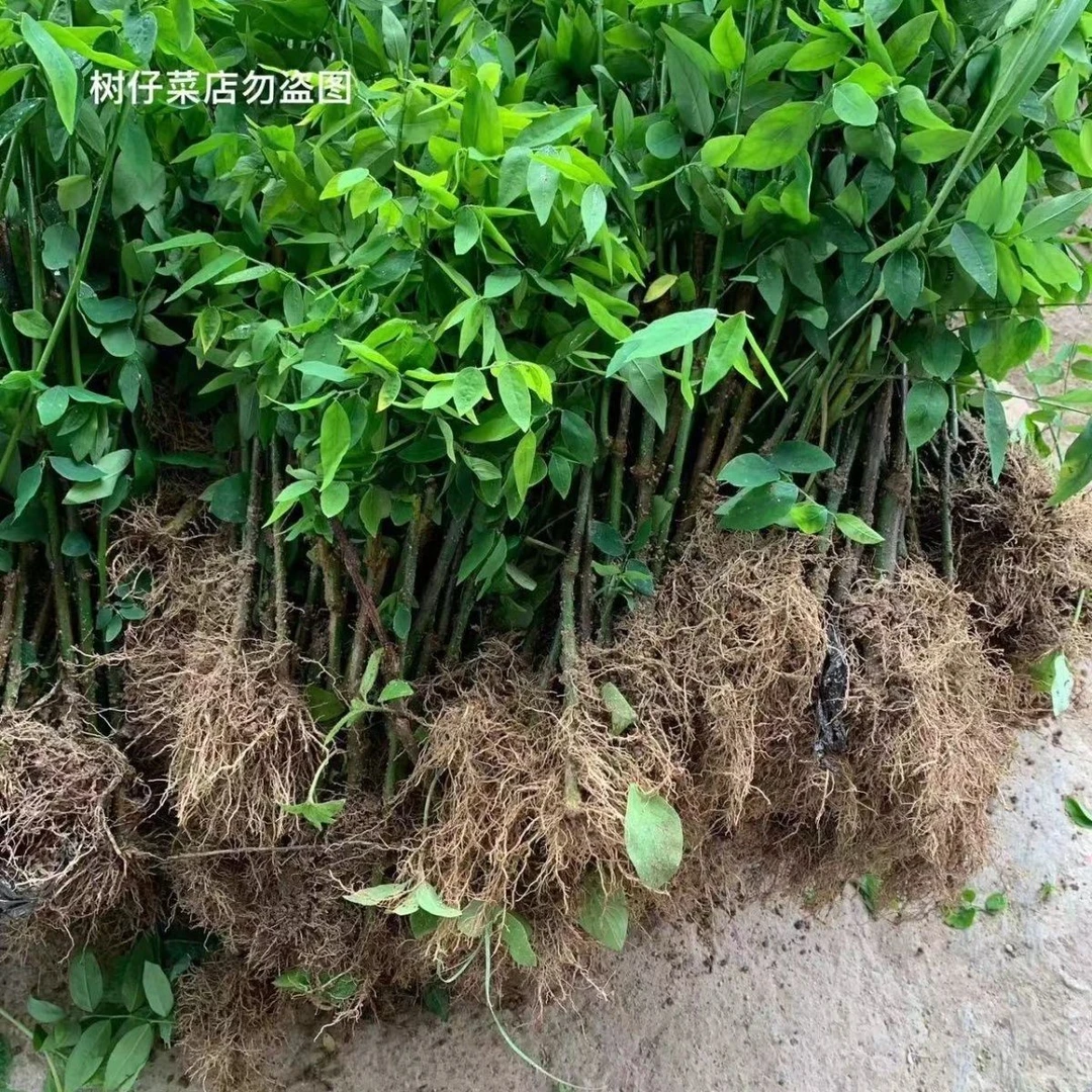 盆栽树仔菜苗天绿香绿植凉拌菜带泥发货