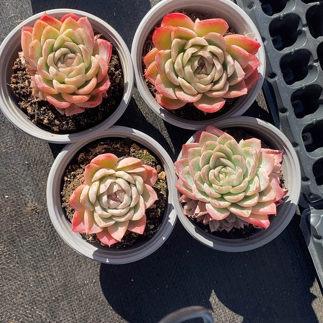 落樱 4颗满28发货