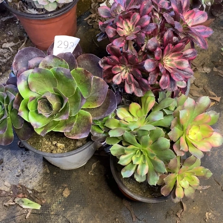 3盆多肉断头不包2938