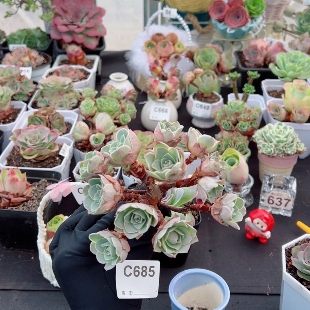 指***彩685地中海花园飘枝群。   一物一拍