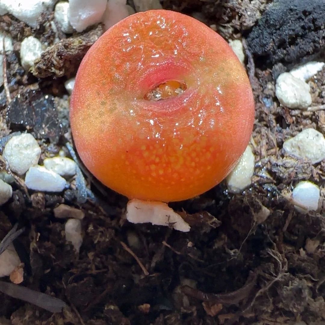 肉锥多肉植物百科6-水蜜桃631