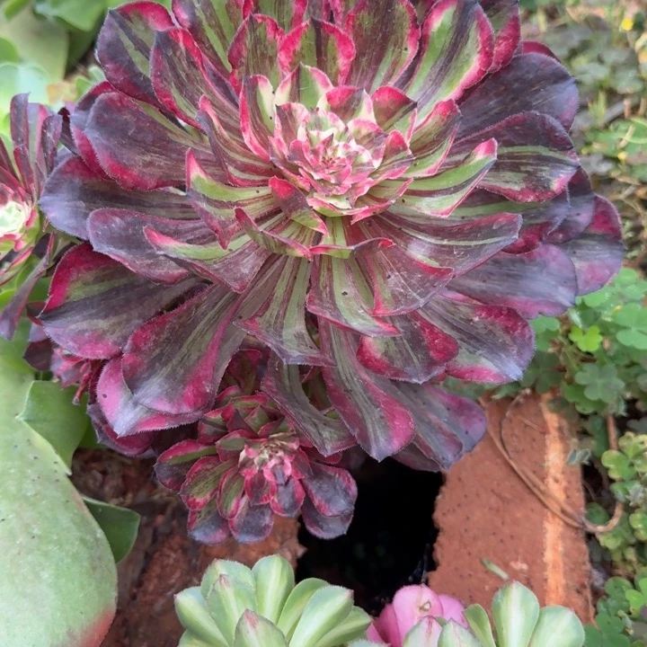 同花顺主头啊啊啊