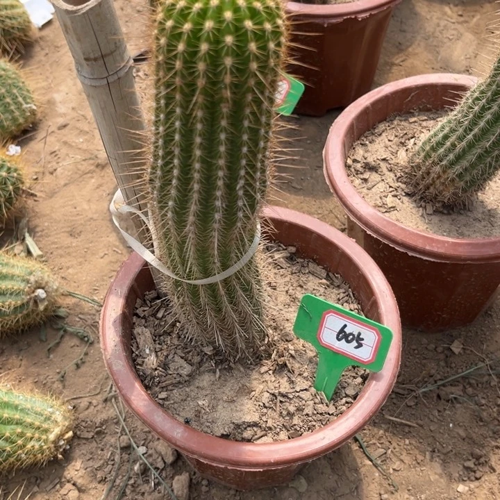 闪605。毛花柱紫罗兰之眼。