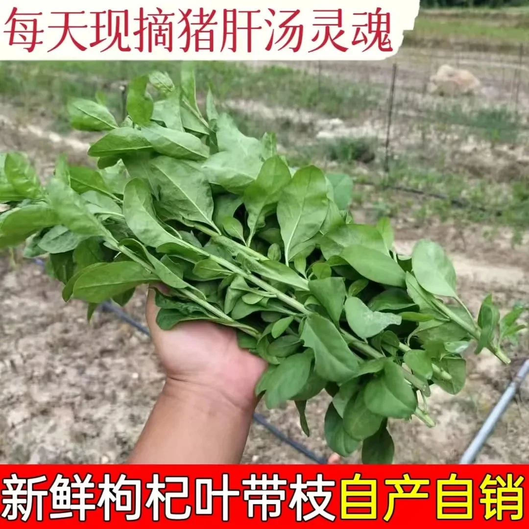 【当天采摘】枸杞叶新鲜枸杞叶带枝枸杞菜煮汤蔬菜芽菜嫩芽枸杞芽