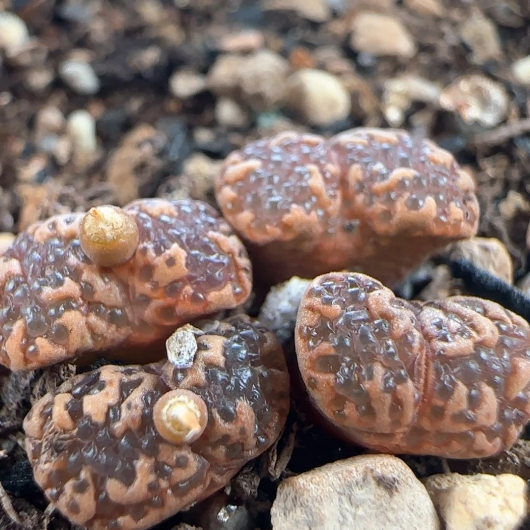 1355/四头泡泡勋章/