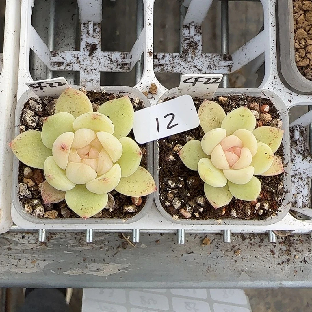 12开播福利粉心财富单头随机发货