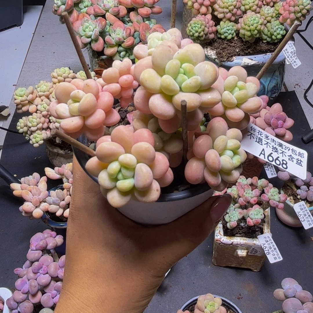 洛可可668/8cm多肉