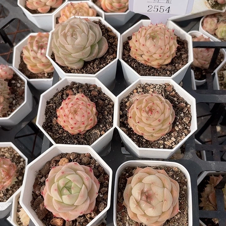 薇薇安园艺多肉2554