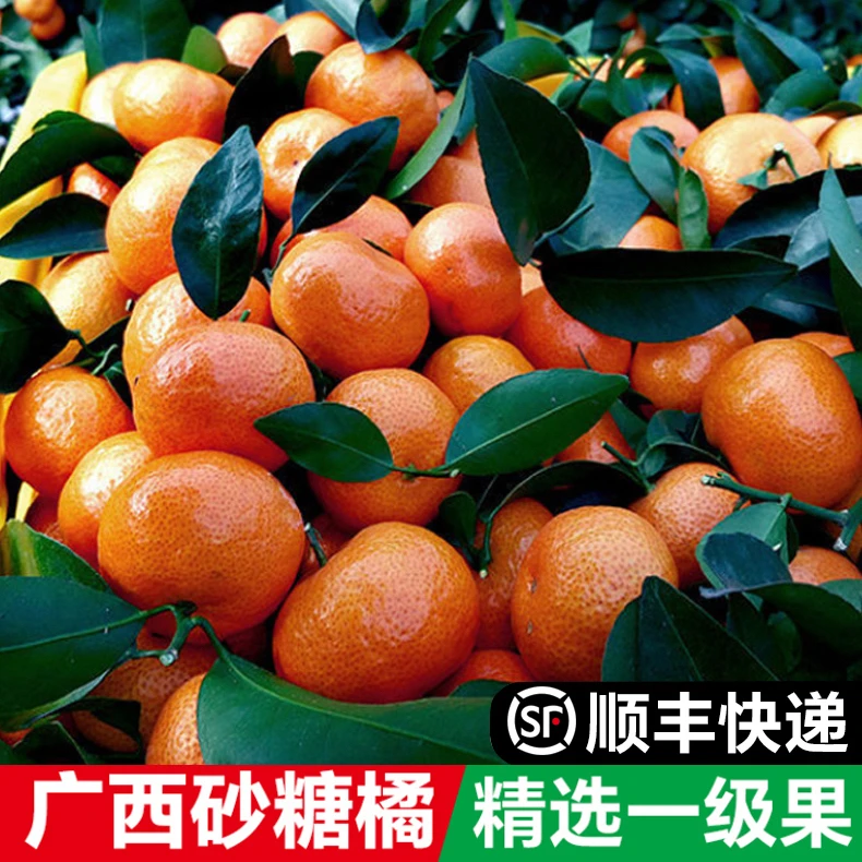 【顺丰快递】正宗广西砂糖橘精品大果薄皮沙糖桔小桔子新鲜当季水果