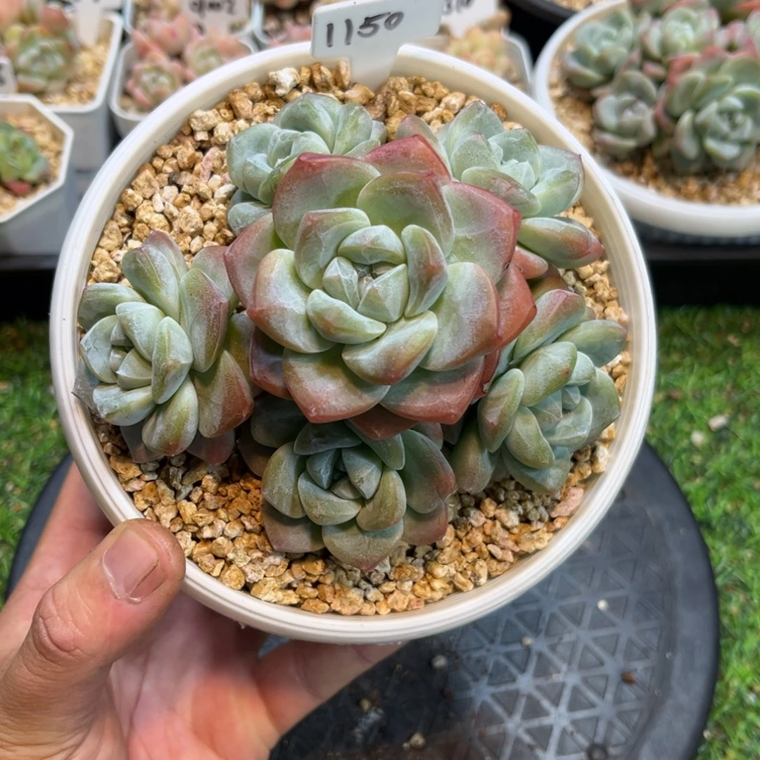 1150冰玉老庄手捧群生