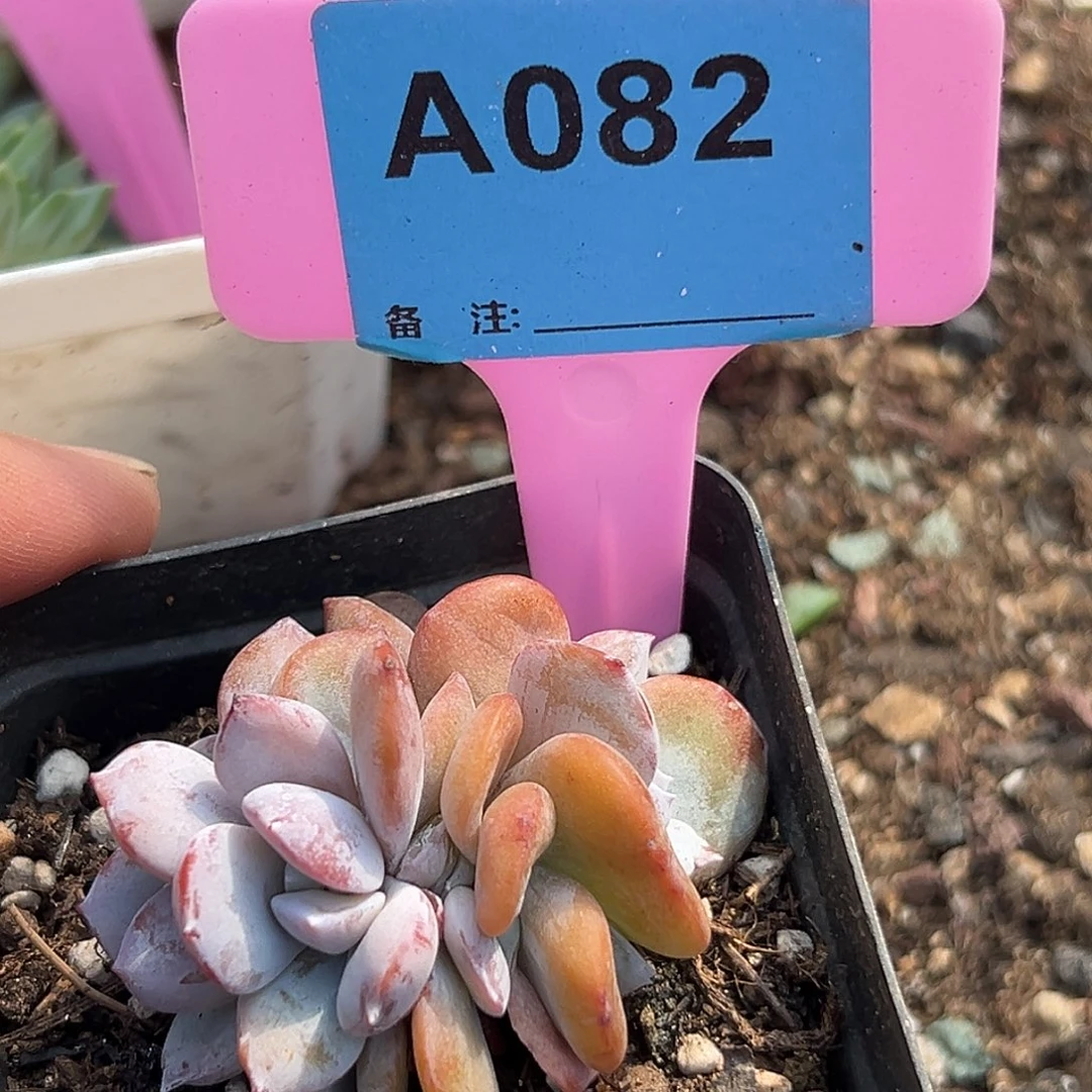 冰***蕾多肉植物一物一拍